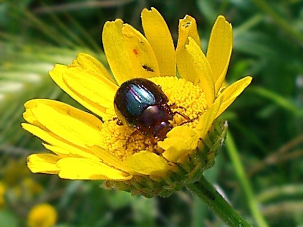 Carellata di Chrysomelidae